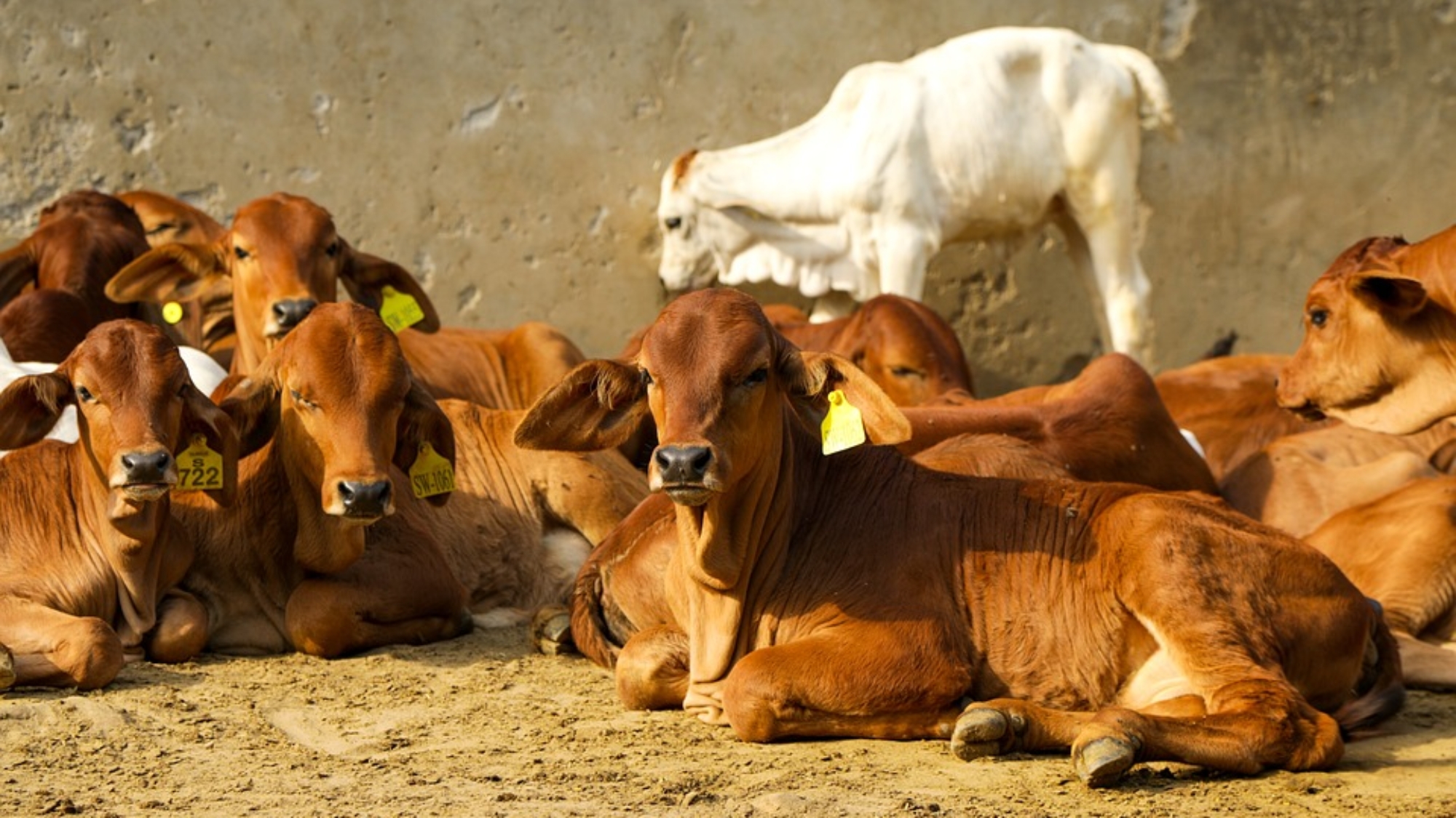 Milk Livestock Nature Agriculture Animals Cows