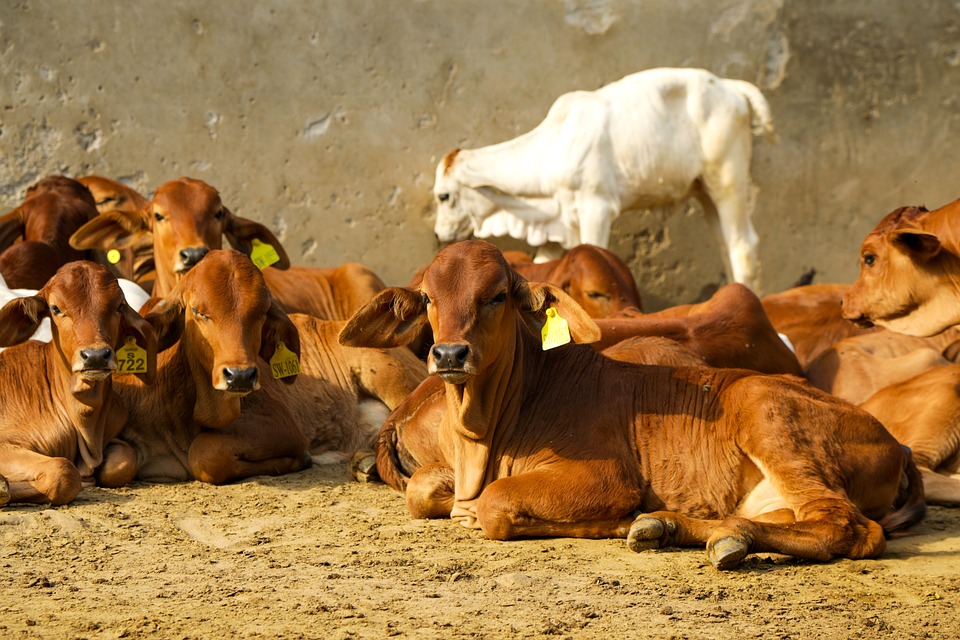 Milk Livestock Nature Agriculture Animals Cows