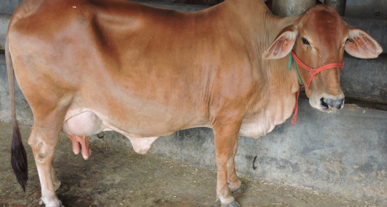 Sahiwal-_breed_cow_at_the_dairy_unit_attached_to_Bhai_Ram_Singh_Memorial_(Gurudwara)_,_Bhaini_Sahib_,Ludhyana,_Punjab_,India